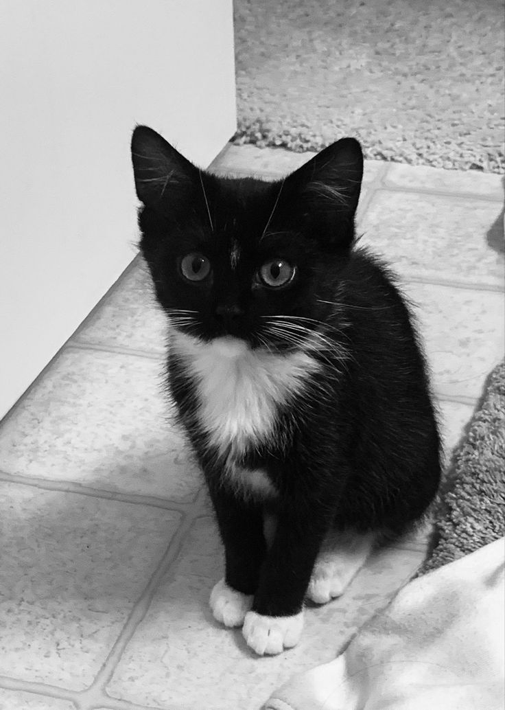 a black and white cat sitting on the floor looking at the camera with one eye open