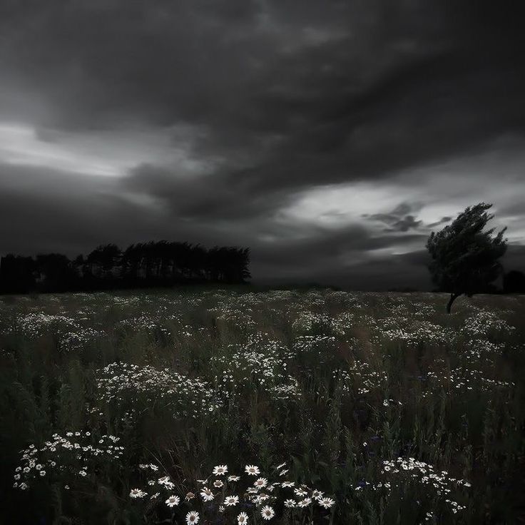 a field full of wildflowers under a dark sky with trees in the background