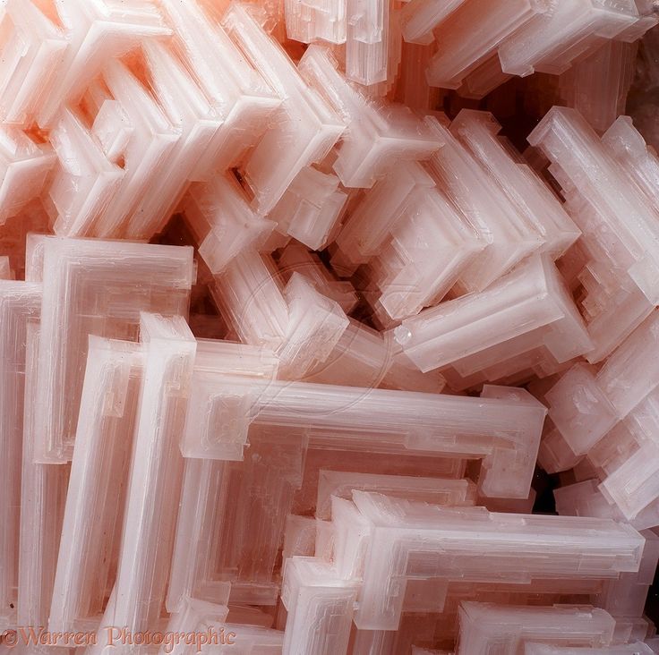 Hoppered Pink Halite - Salt crystals colored pink by carotene from organisms in the water in which the crystals grew. Esmod Paris, Pink Halite, Salt Crystals, The Crystals, Geology Rocks, Salt Crystal, Pretty Rocks, Cool Rocks, Beautiful Rocks