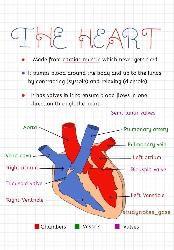 the heart is labeled with labels on it