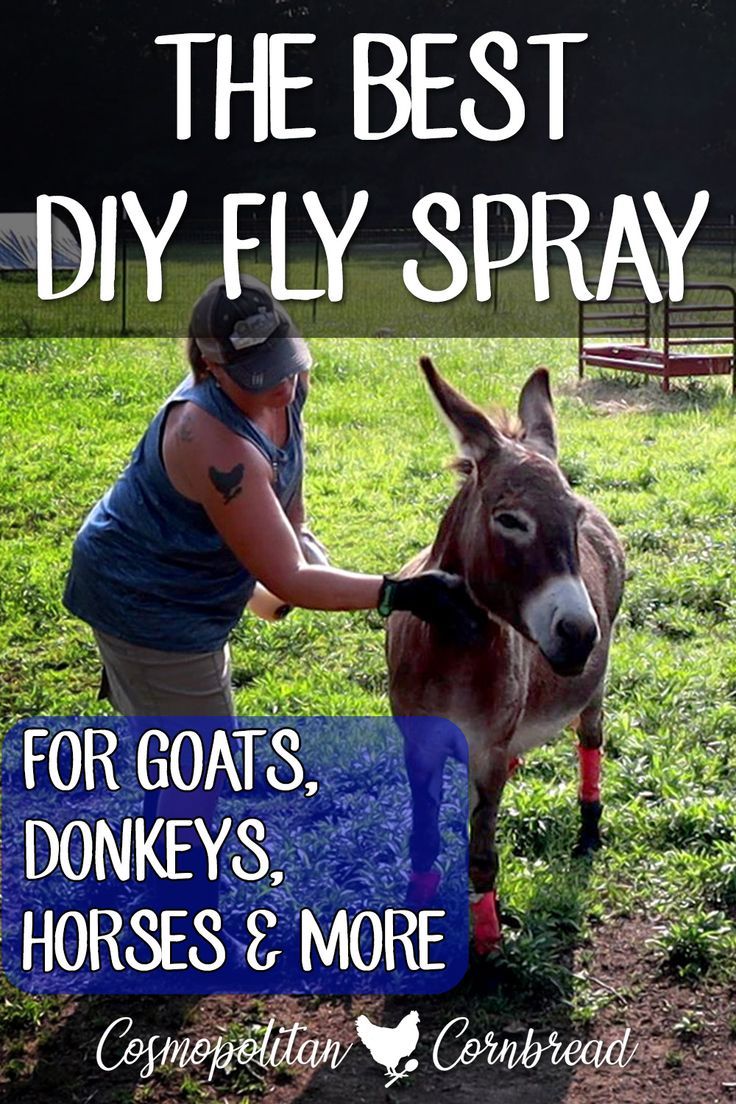 the best diy fly spray for goats, donkeys, horses and more is available