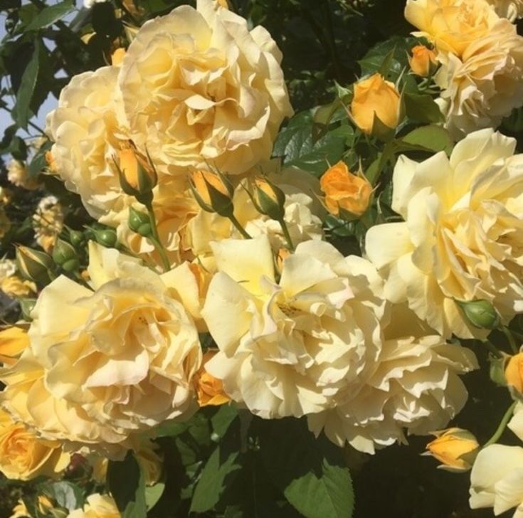 yellow roses are blooming in the garden