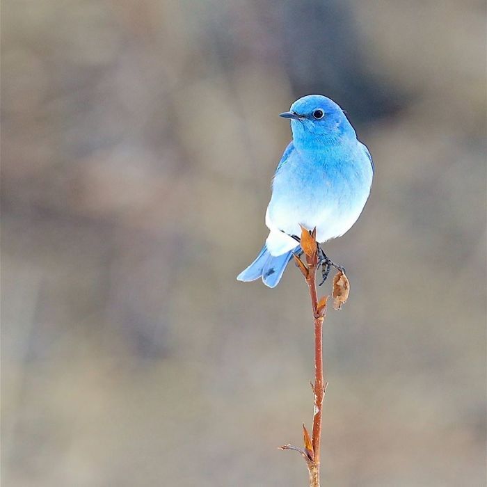 a small blue bird sitting on top of a plant