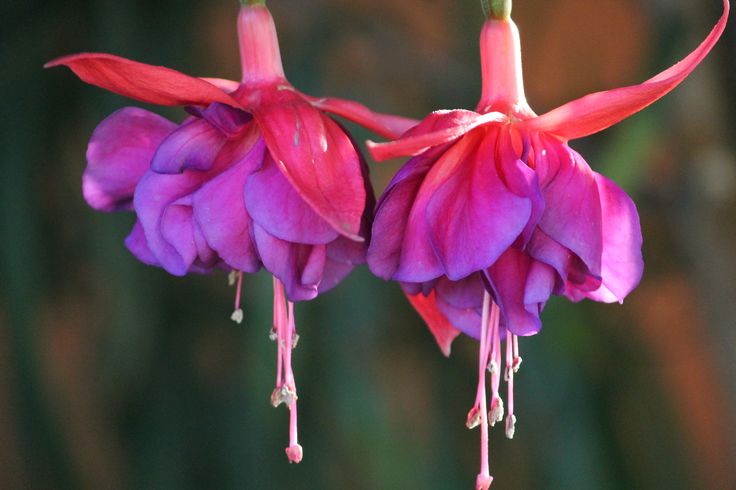 two fuchsia flowers are hanging from the stems