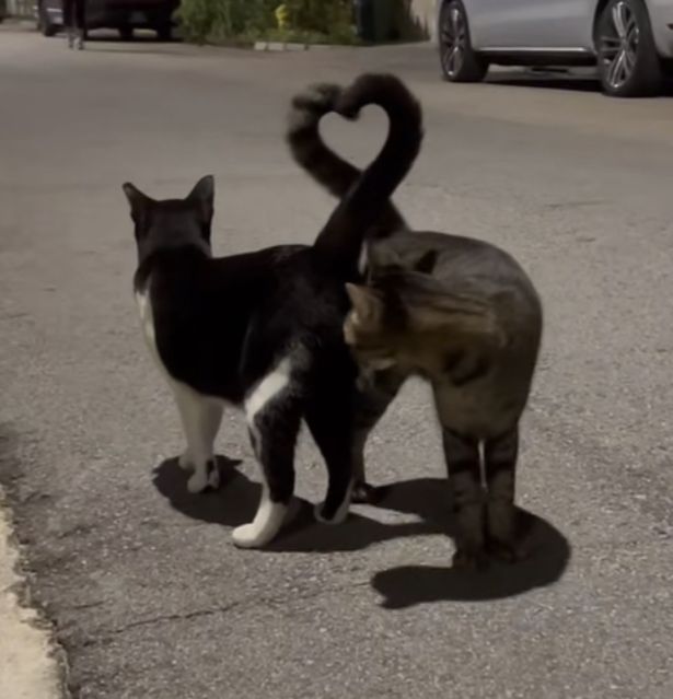 two cats are playing with each other on the street in front of a heart shaped object