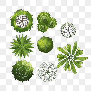 green plants and leaves on a white background, plant, leaf, foliage png and psd