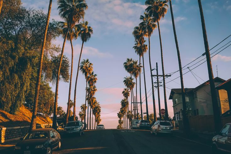 palm trees line the street as cars drive by on a sunny day in los angeles