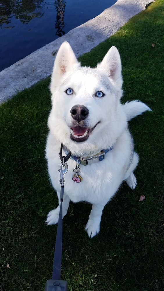 a white dog with blue eyes sitting on the grass next to a body of water