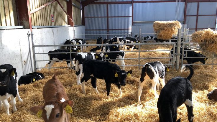 several cows are eating hay in a barn