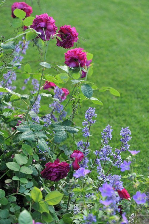 purple and red flowers in a garden with green grass