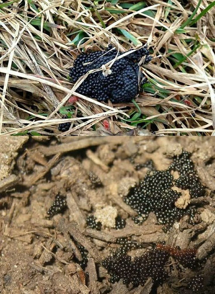 two pictures of black bugs on the ground