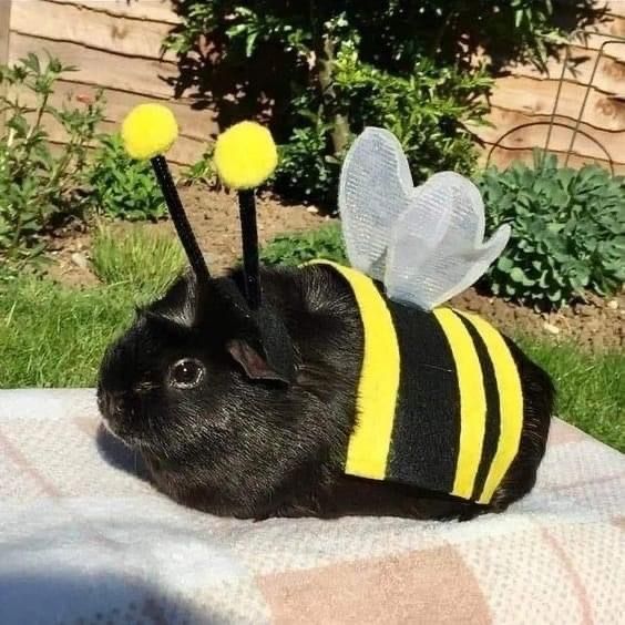 a black bunny rabbit wearing a bee costume on top of a blanket in the grass