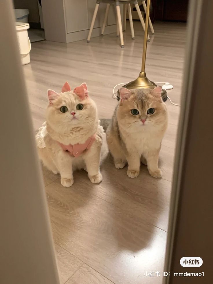 two cats sitting on the floor in front of a mirror