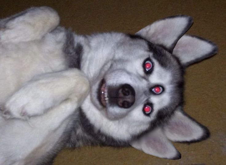 a husky dog laying on its back with red eyes