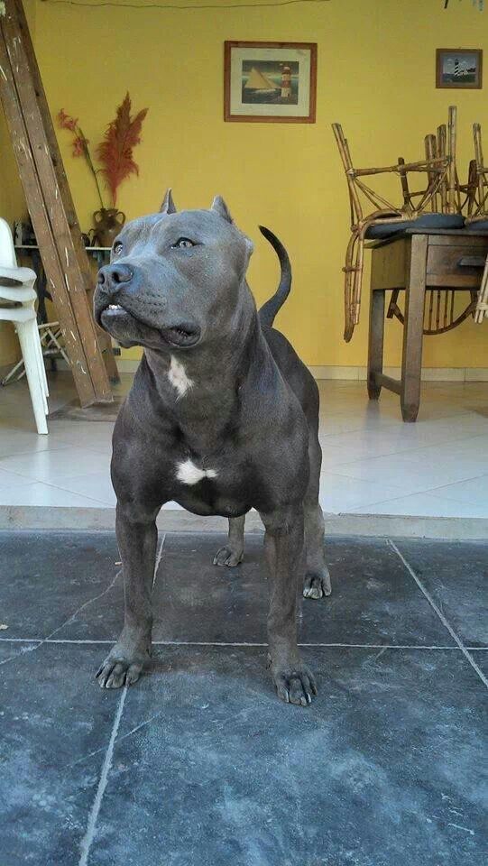 a large gray dog standing on top of a tile floor