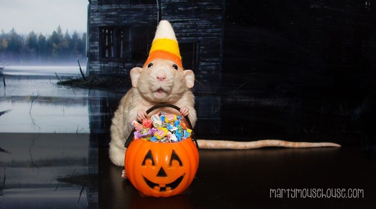 a mouse in a halloween hat holding a pumpkin with sprinkles on it