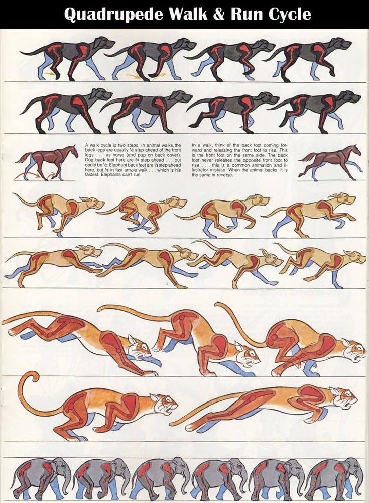 an illustrated guide to the different types of greyhounds and running dogs, with instructions for each