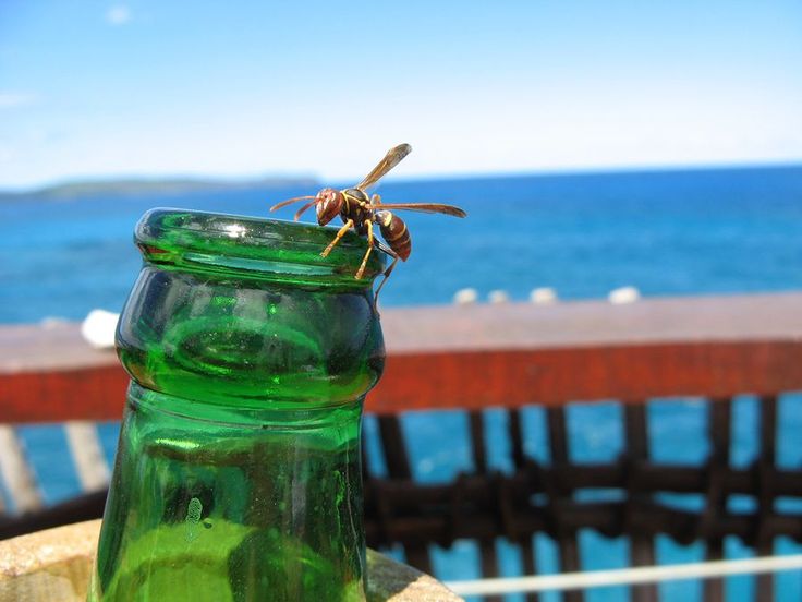 a green glass jar sitting on top of a wooden table next to the ocean with a dragon fly perched on it