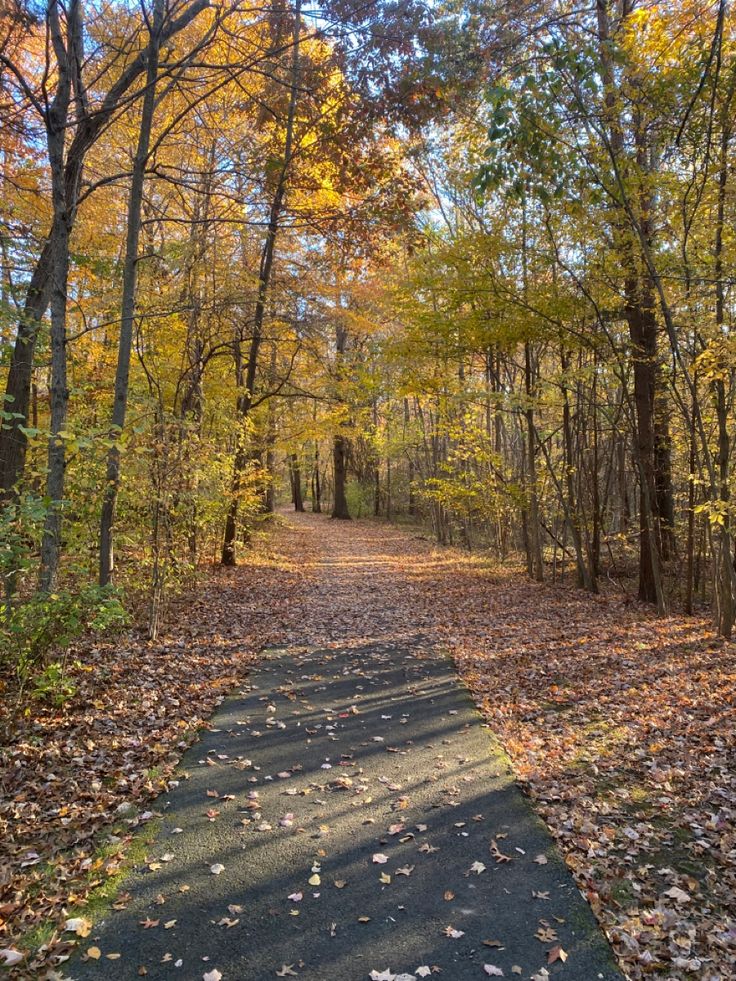 a path in the woods with lots of leaves on it