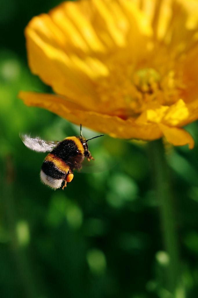 a bee flying towards a yellow flower with green leaves in the background