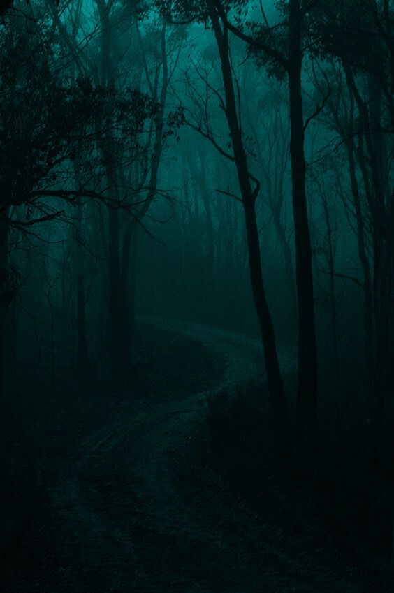 a dark forest filled with lots of trees and dirt road in the middle of it