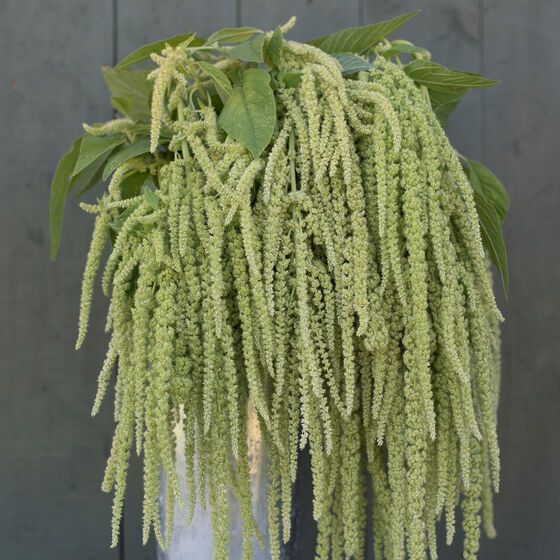 a plant with green leaves in a white vase