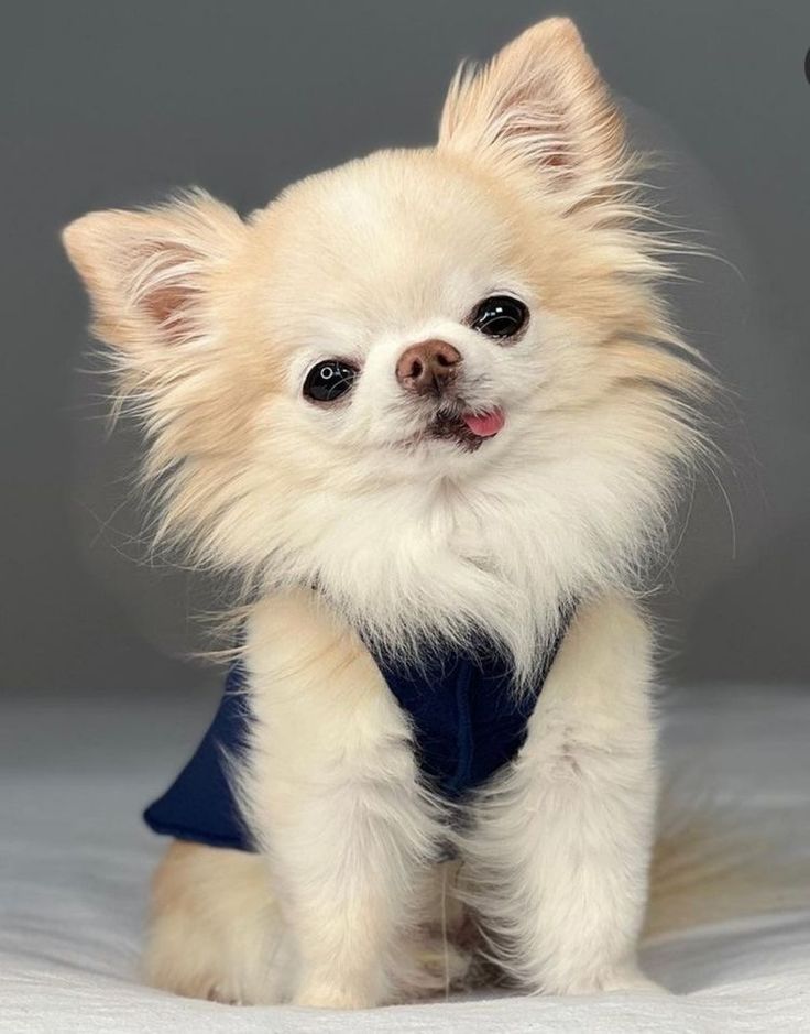 a small white dog wearing a blue shirt and sitting on a bed with it's tongue out