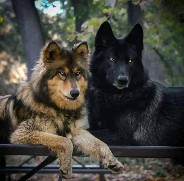 two black and brown dogs sitting next to each other on top of a metal table