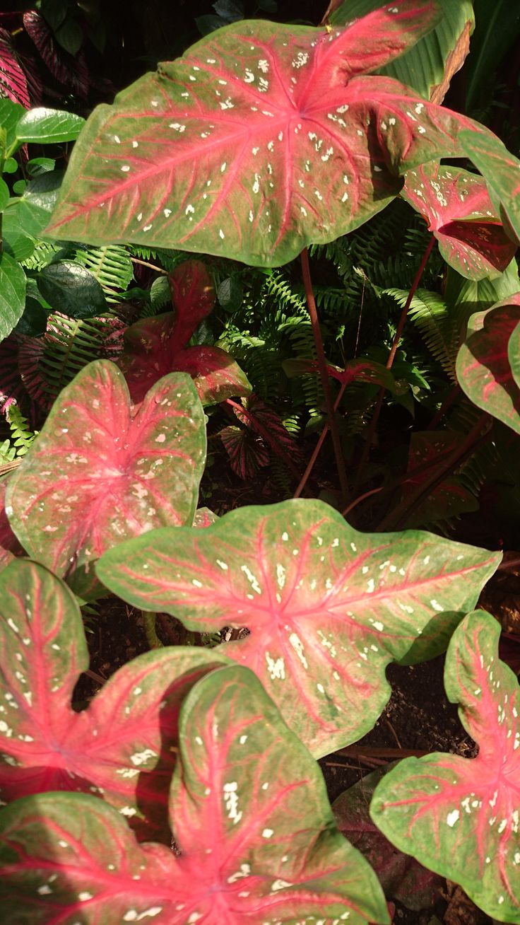 some pink and green leaves in the dirt near plants with white spots on them,