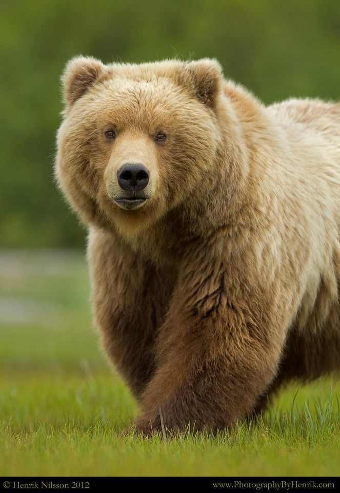 a large brown bear standing on top of a lush green field