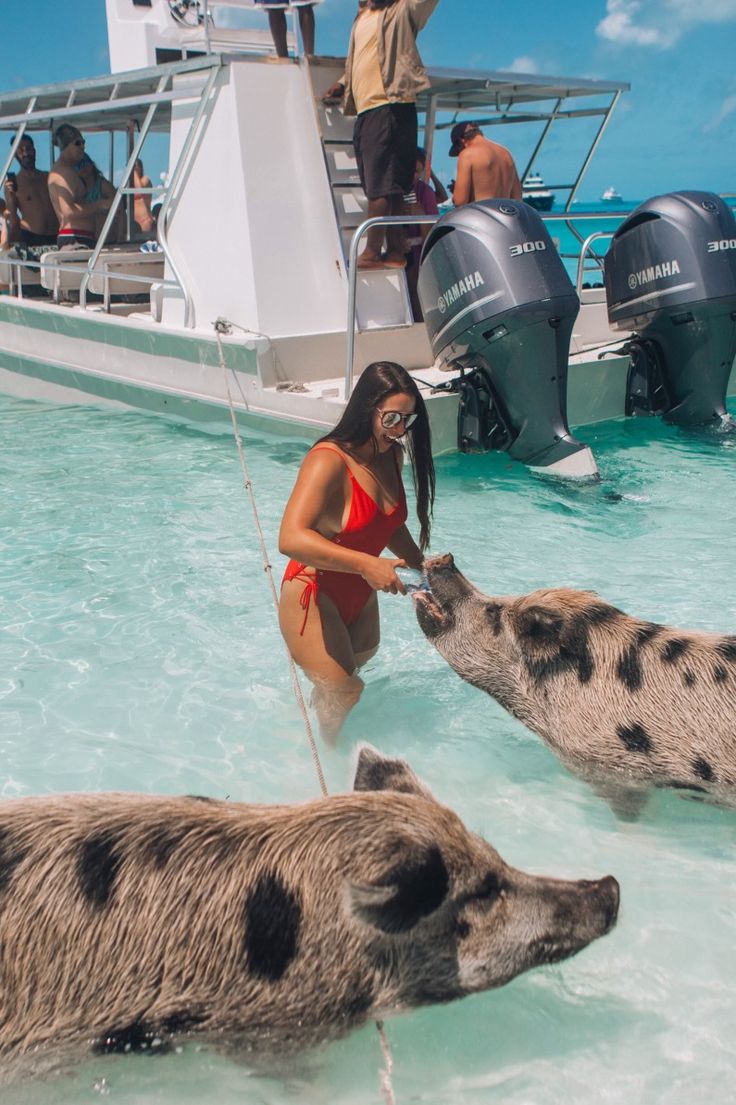 a woman in a red swimsuit standing next to two wild boars at the waters edge