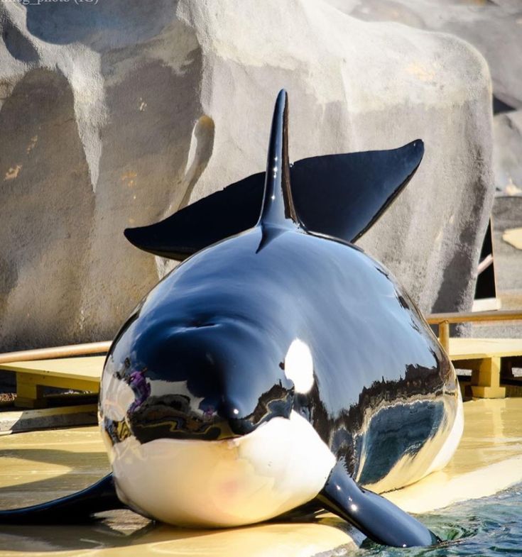 a black and white whale statue sitting in the water