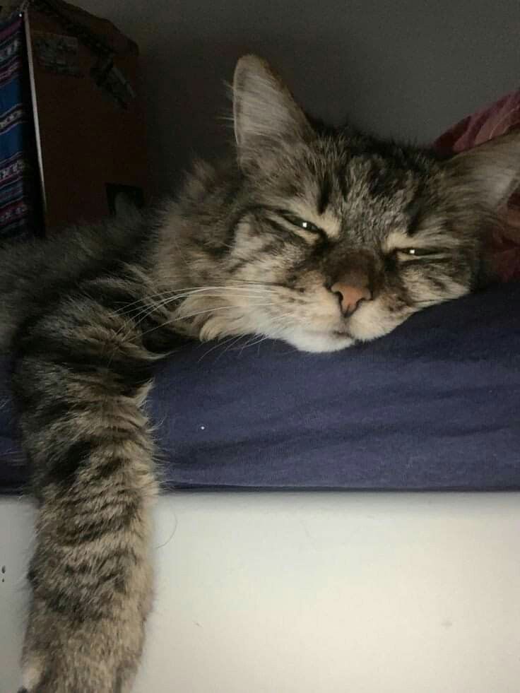 a cat laying on top of a blue pillow with it's head resting on the pillow