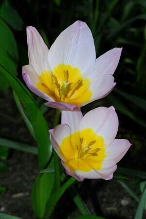 two pink and yellow flowers with green leaves