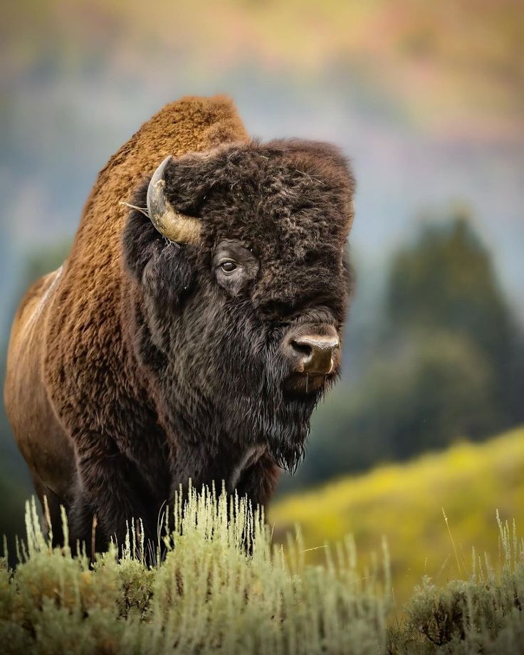 a bison standing in the middle of a grassy field