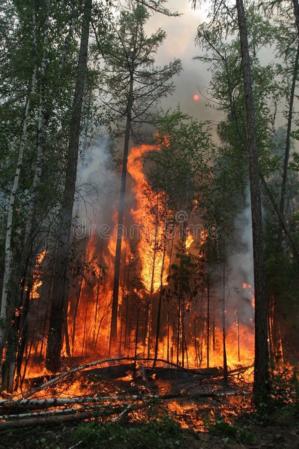 a forest filled with lots of trees and burning in the distance stock photos - image