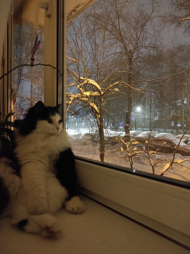 a black and white cat sitting on the window sill looking out at snowy trees