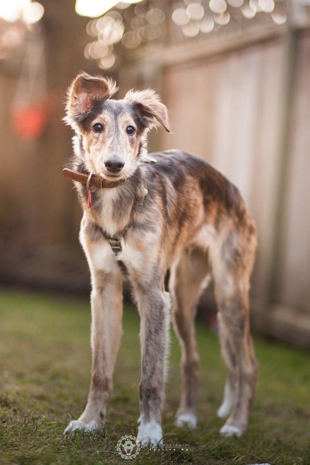 a brown and white dog standing on top of a lush green field