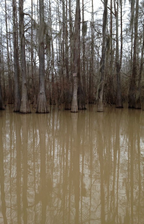 the water is brown in color and it looks to be very muddy with trees on either side