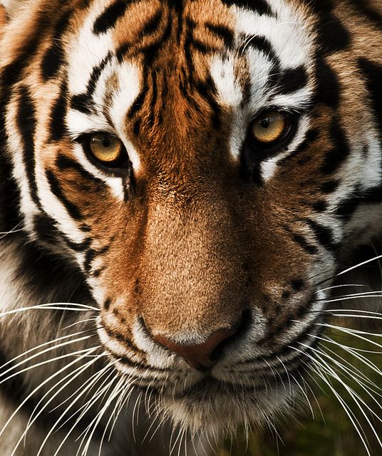 a close up of a tiger's face looking at the camera