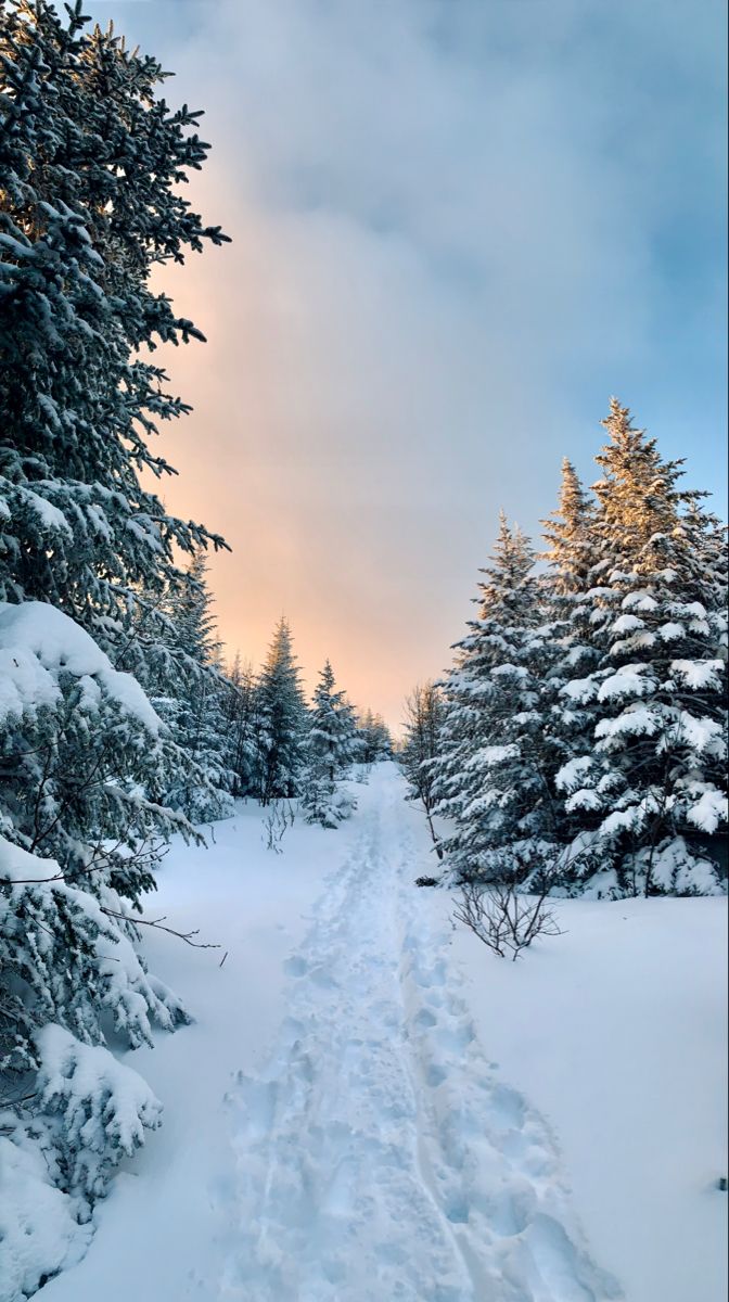 a path in the snow between two evergreen trees