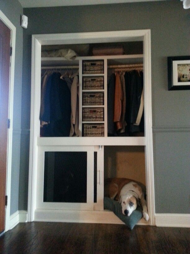 a dog is laying down in the closet