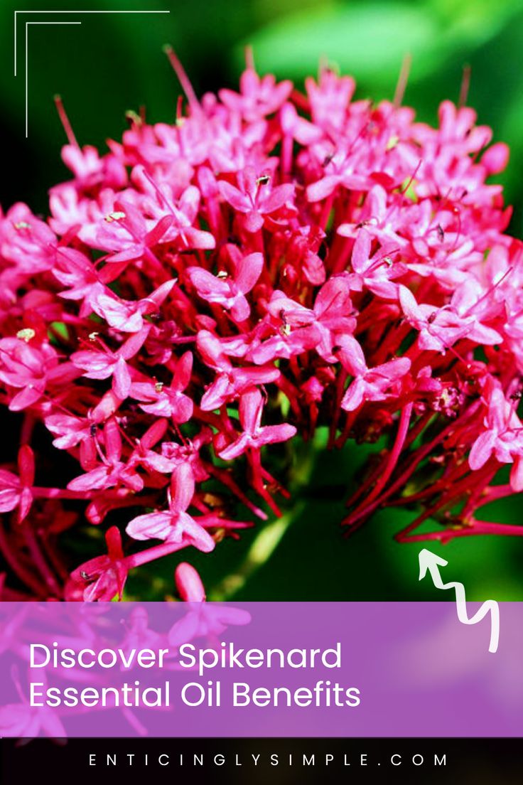 Learn everything you need to know about Spikenard essential oil, its origins, and its amazing properties. Derived from the fragrant flowers of the Spikenard plant, this essential oil has a unique scent and historical significance in aromatherapy. Explore its uses for relaxation, potential therapeutic qualities, and why it's become a favorite among essential oil enthusiasts Spikenard Plant, Spikenard Essential Oil, Natural Potpourri, Oils For Scars, Essential Oils Collection, Homemade Deodorant, Skin Balm, Citrus Essential Oil, Essential Oil Benefits