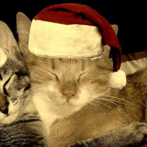 two cats sleeping next to each other wearing christmas hats