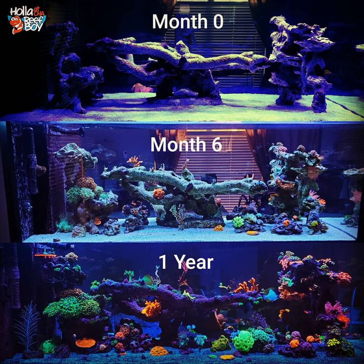 two aquariums with different types of fish and corals in the bottom right side