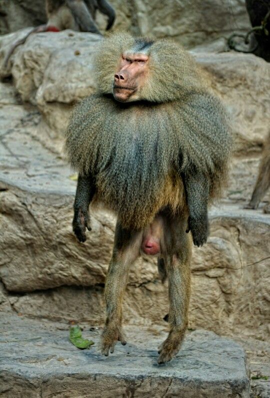 a baboon is standing on its hind legs and holding it's head