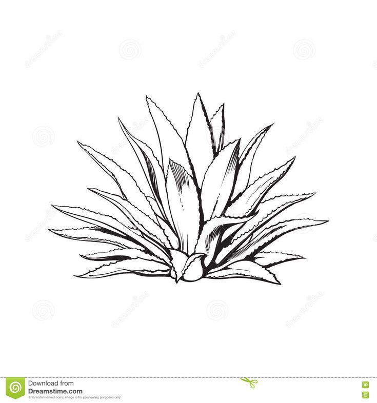 Succulent Drawings, Agave Tattoo, White Background Drawing, Blue Agave Plant, Agave Cactus, Mexican Tattoo, Drawing Black And White, Cactus Drawing, Garden Illustration