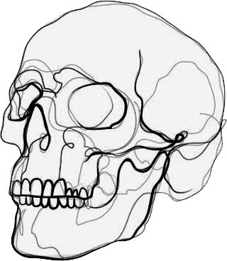 a drawing of a human skull on a white background