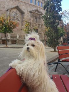 a small white dog sitting on top of a red bench