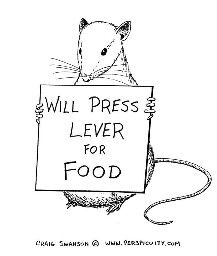 a drawing of a rat holding a sign that says, presiono barra em troca de comida